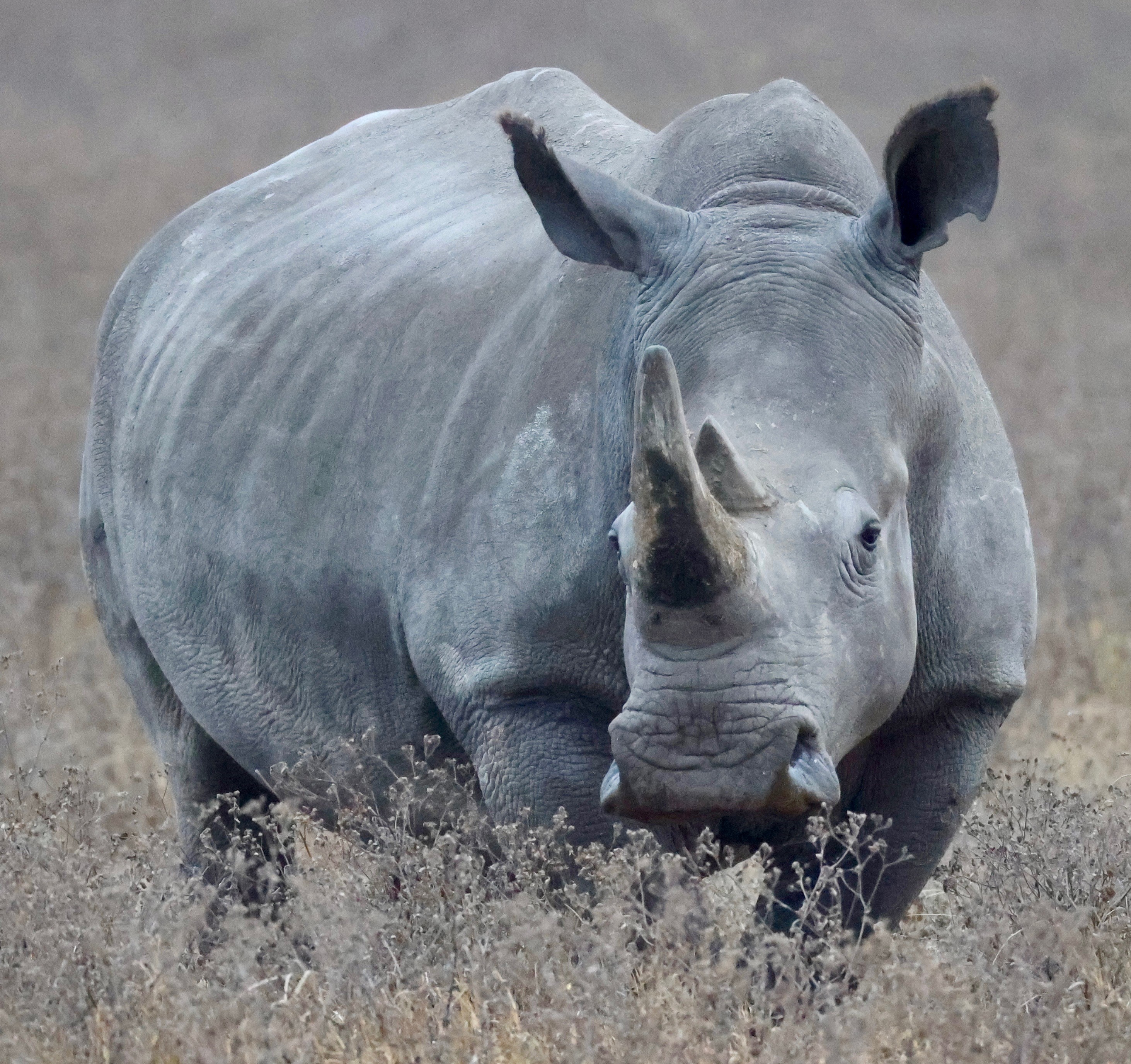 A photo of a White Rhino I took during a safari in Tanzania